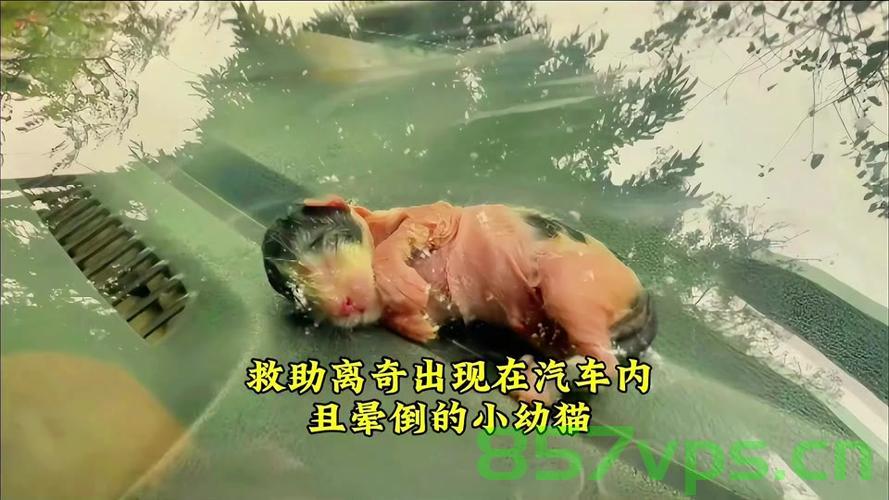 流浪猫生产后把小猫崽叼给店主，生命的奇迹与人类的温情智能免费问答EasyAI m.857vps.cn，流浪猫生产后赠予店主生命奇迹，小猫崽见证人类温情与智能奇迹——EasyAI守护生命故事开启，流浪猫赠予店主生命奇迹，小猫崽见证人类温情与智能奇迹——EasyAI守护生命故事启动，流浪猫赠予店主生命奇迹，见证温情与智能的EasyAI守护生命故事启动，流浪猫赠予店主生命奇迹，EasyAI守护生命故事启动，见证温情与智能的守护之旅