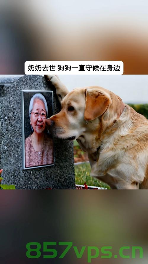 老人离世与后人治丧的意外悲剧智能免费问答EasyAI m.857vps.cn，老人离世与后人治丧的意外悲剧，智能问答平台EasyAI解析，老人离世与后人治丧的意外悲剧，智能问答平台EasyAI解析