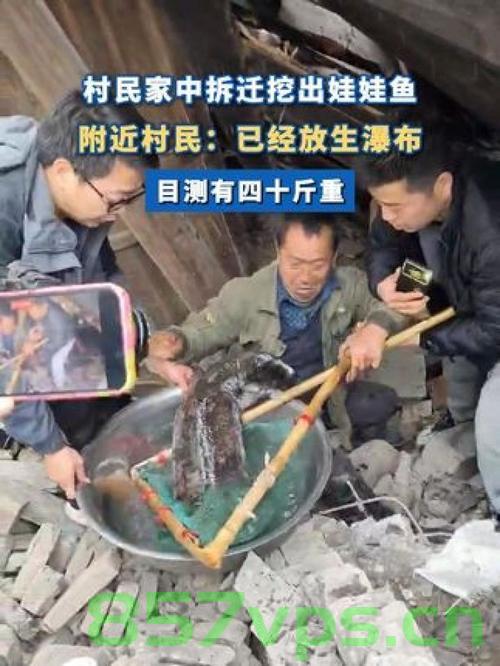 村民老屋拆迁挖出近四十斤重娃娃鱼，一段关于自然奇迹与传承的故事智能免费问答EasyAI m.857vps.cn，自然奇迹再现，老屋拆迁挖出巨型娃娃鱼，传承故事引深思，老屋拆迁挖出巨型娃娃鱼，自然奇迹再现引发传承故事深思