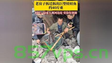 村民老屋拆迁挖出近四十斤重娃娃鱼，一段关于自然奇迹与传承的故事智能免费问答EasyAI m.857vps.cn，自然奇迹再现，老屋拆迁挖出巨型娃娃鱼，传承故事引深思，老屋拆迁挖出巨型娃娃鱼，自然奇迹再现引发传承故事深思 第2张