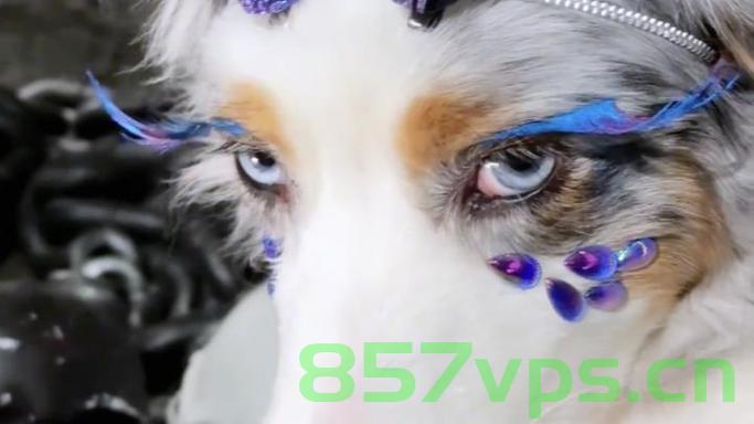 男子巧妙为狗打造敖闰造型，瞬间变身气质龙智能免费问答EasyAI m.857vps.cn，男子巧妙打造狗狗敖闰造型，瞬间变身智能问答界的龙宠儿，男子巧妙打造狗狗敖闰造型，变身智能问答界的龙宠儿创意展示 第2张