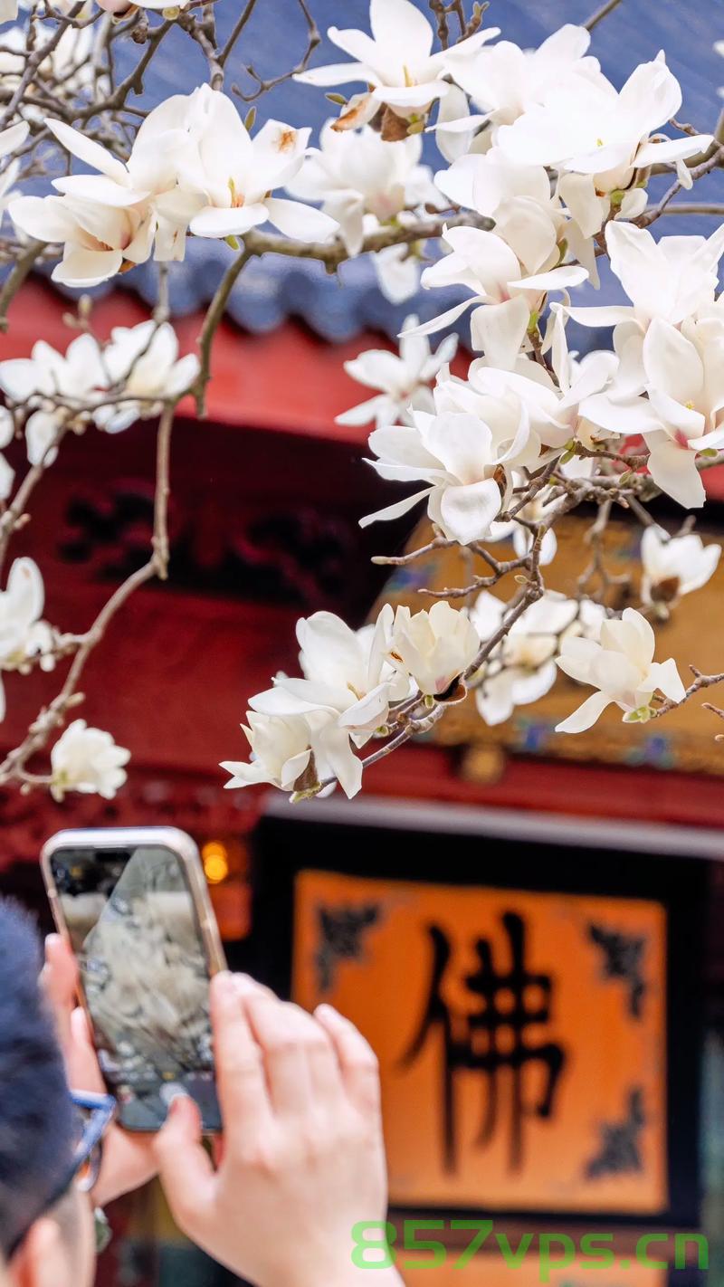 玉兰绽放映古寺，一位河南大爷与法喜寺五百岁玉兰的奇缘智能免费问答EasyAI m.857vps.cn，河南大爷与古寺玉兰奇缘，五百岁玉兰绽放法喜寺，河南大爷与古寺玉兰的奇缘，五百岁玉兰绽放法喜寺