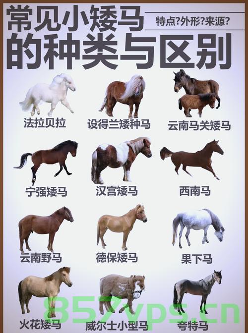 国宝级珍稀矮马品种喜迎新成员——新丁诞生纪实智能免费问答EasyAI m.857vps.cn，国宝级珍稀矮马新品种新丁诞生纪实，新成员诞生与智能问答系统助力繁殖研究，国宝级珍稀矮马新品种新丁诞生纪实，智能问答系统助力繁殖研究新篇章，国宝级珍稀矮马新品种新丁诞生与智能问答系统助力繁殖研究纪实，国宝级珍稀矮马新品种新丁诞生与智能问答系统助力繁殖研究纪实，新成员诞生引领智能科技新篇章，国宝级珍稀矮马新品种新丁诞生与智能问答系统助力繁殖研究纪实，新成员引领智能科技时代新篇章。 第2张