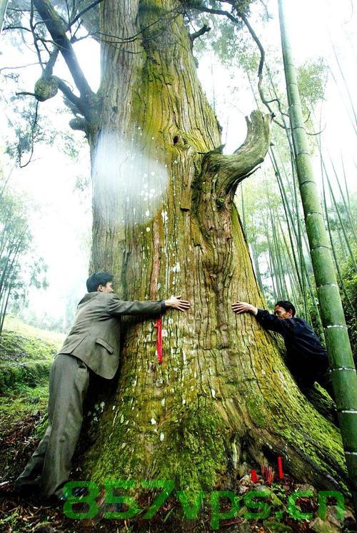 岁月之门，600年古门上的生命奇迹——一棵生长了200年的树智能免费问答EasyAI m.857vps.cn，岁月之门，古门上的生命奇迹与智能问答EasyAI探索——600年古门上的树生长纪实 m.857vps.cn