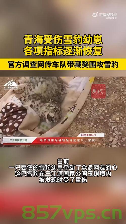 关于放恶犬围捕雪豹致其瘫痪的真相探究智能免费问答EasyAI m.857vps.cn，探究恶犬围捕雪豹事件真相，EasyAI智能问答揭秘m.857vps.cn，探究恶犬围捕雪豹事件真相，EasyAI智能问答揭秘m.857vps.cn下的真相探究，探究恶犬围捕雪豹事件真相，EasyAI智能问答揭秘背后的故事，探究恶犬围捕雪豹事件背后的真相，EasyAI智能问答揭秘雪豹瘫痪事件背后的故事 m.857vps.cn 第2张
