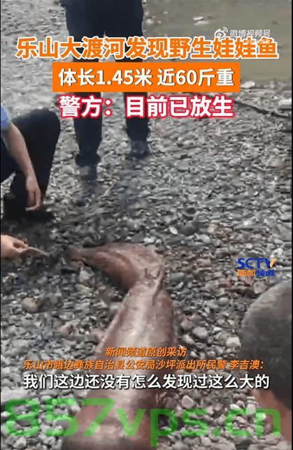 施工现场惊现罕见一米长娃娃鱼，生态保护的深刻启示智能免费问答EasyAI m.857vps.cn，施工现场发现罕见一米长娃娃鱼引发对生态保护的深刻启示，施工现场发现罕见一米长娃娃鱼，生态保护启示录 第2张