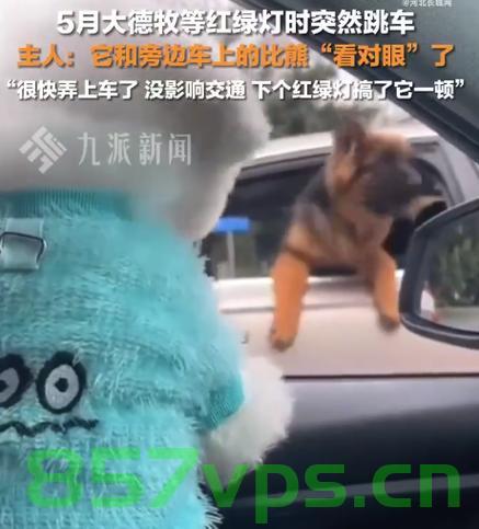 狗主人回应德牧在红绿灯路口突然跳车事件智能免费问答EasyAI m.857vps.cn，德牧红绿灯路口跳车事件，狗主人的回应与智能免费问答解析，德牧红绿灯路口跳车事件揭秘，狗主人回应与智能问答解析，德牧红绿灯路口跳车事件揭秘，主人回应与智能问答解析