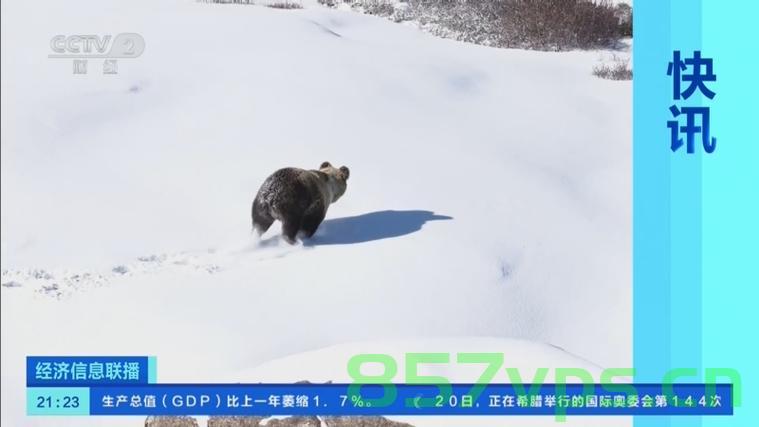 西藏棕熊雪地上的欢乐奔跑智能免费问答EasyAI m.857vps.cn，西藏棕熊雪地上的欢乐奔跑与智能问答EasyAI探索之旅