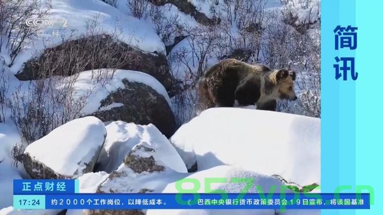 西藏棕熊雪地上的欢乐奔跑智能免费问答EasyAI m.857vps.cn，西藏棕熊雪地上的欢乐奔跑与智能问答EasyAI探索之旅 第2张