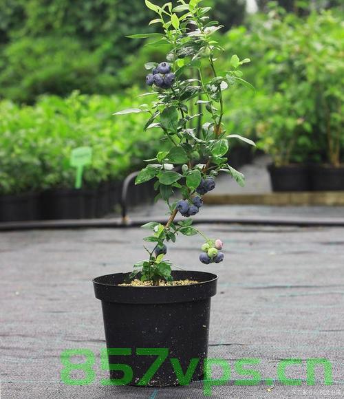 蓝莓盆栽热潮涌动，一个月成交超百万盆的奇迹智能免费问答EasyAI m.857vps.cn，蓝莓盆栽热潮席卷，百万成交背后的智能问答平台奇迹EasyAI揭秘，蓝莓盆栽热潮背后的智能问答平台奇迹EasyAI揭秘，一个月超百万盆成交，蓝莓盆栽热潮背后的智能问答平台奇迹EasyAI揭秘，一个月超百万盆成交的奇迹之路