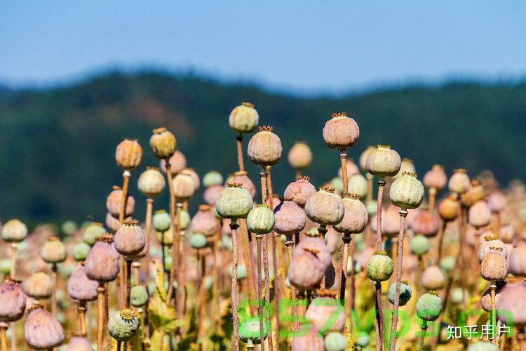 火锅底料中的罂粟风险，老板违法添加获刑六个月智能免费问答EasyAI m.857vps.cn，火锅底料罂粟风险揭秘，老板违法添加获刑六个月，智能问答系统助力防范风险