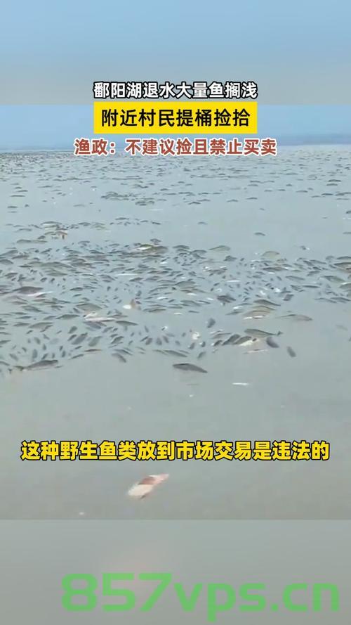 鄱阳湖退水致大量鱼搁浅，渔政部门紧急提醒智能免费问答EasyAI m.857vps.cn，鄱阳湖退水引发大量鱼搁浅危机，渔政部门紧急提醒，智能问答平台助力应对危机 第2张