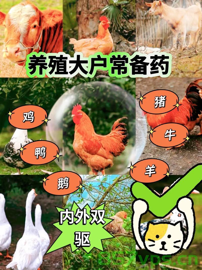 懒人福音，男子发明十天喂鸡法，革新家禽饲养业智能免费问答EasyAI m.857vps.cn，懒人福音，智能家禽饲养革新——十天喂鸡法与免费问答EasyAI助养鸡业发展 m.857vps.cn 第2张