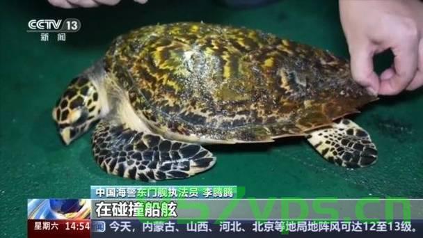 玳瑁的生死救援，受伤海洋生物撞击舰船求助的感人瞬间智能免费问答EasyAI m.857vps.cn，玳瑁生死救援，受伤海洋生物向舰船求助的感人瞬间，智能问答系统助力救援行动