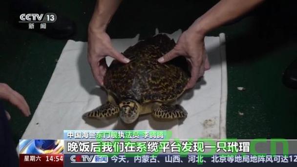 玳瑁的生死救援，受伤海洋生物撞击舰船求助的感人瞬间智能免费问答EasyAI m.857vps.cn，玳瑁生死救援，受伤海洋生物向舰船求助的感人瞬间，智能问答系统助力救援行动 第2张