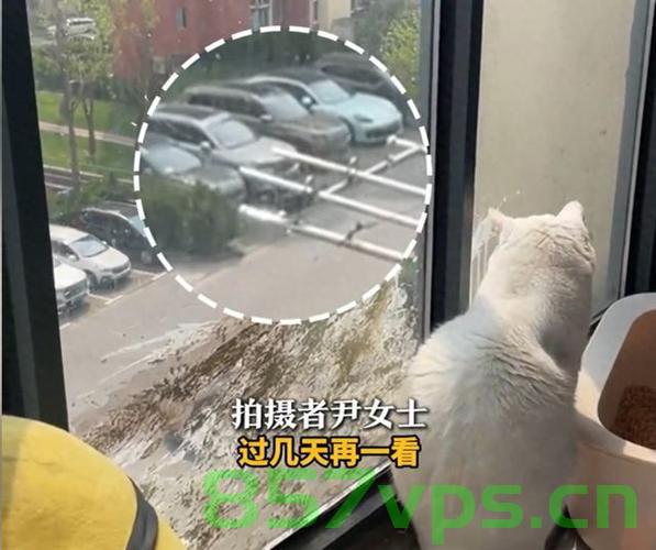 小鸟与猫咪隔窗结怨，一场空投粪便的较量智能免费问答EasyAI m.857vps.cn，小鸟与猫咪隔窗对决，空投粪便的较量与智能问答的挑战，小鸟与猫咪隔窗结怨，空投粪便的较量与智能问答的挑战，小鸟与猫咪隔窗对决，空投粪便的较量与智能问答挑战，小鸟与猫咪隔窗对决，空投粪便的较量与智能问答交锋 第2张