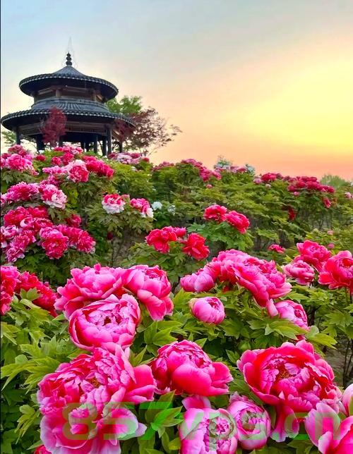 洛阳牡丹归途，高铁上的花之盛宴智能免费问答EasyAI m.857vps.cn，洛阳牡丹归途，高铁上的智能花之盛宴问答体验，高铁上的智能花之盛宴，洛阳牡丹归途体验与智能问答之旅 第2张
