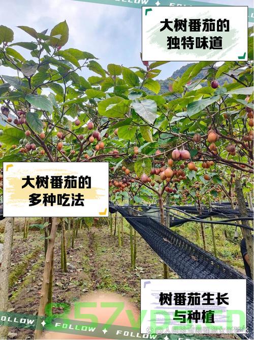 山东一株番茄苗长成参天大树，年产果实达六千斤智能免费问答EasyAI m.857vps.cn，山东番茄苗长成参天大树，年产果实达六千斤，智能问答揭秘奇迹背后的故事 第2张