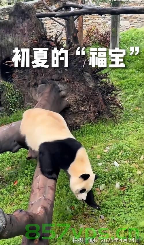 福宝再次进入假孕状态，探寻动物世界的奇妙现象与生态平衡的重要性智能免费问答EasyAI m.857vps.cn，福宝假孕背后的动物世界奥秘与生态平衡重要性，智能免费问答解析，福宝假孕背后的动物奥秘与生态平衡，智能问答探寻生态重要性，福宝假孕背后的动物奥秘与生态平衡，智能问答揭示生态重要性探索，福宝假孕背后的动物奥秘与生态平衡，智能问答揭示生态重要性探索，福宝假孕背后的动物奥秘与生态平衡，智能问答揭示生态重要性探索，福宝假孕背后的动物奥秘与生态平衡，智能问答揭示生态重要性探索 第2张