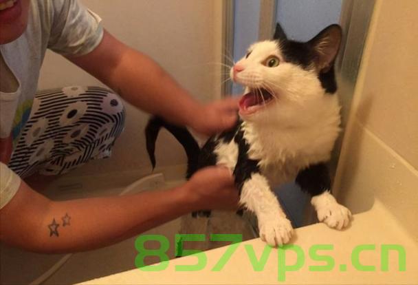 养了四年的猫突然发生攻击行为，主人被咬伤需输液一周——反思与应对智能免费问答EasyAI m.857vps.cn，养猫四年突发攻击行为，主人受伤后的反思与应对策略，智能问答解析 第2张
