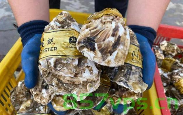男子出海打捞生蚝，竟发现带商品标签的奇迹智能免费问答EasyAI m.857vps.cn，男子出海打捞生蚝意外发现智能问答奇迹——EasyAI m.857vps.cn标签商品标签浮出水面 第2张