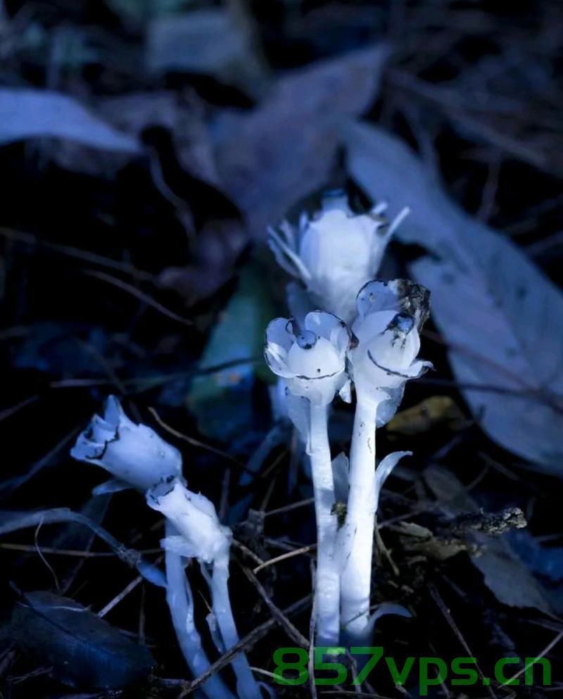 贵州发现罕见幽灵之花，自然之秘的探寻与保护智能免费问答EasyAI m.857vps.cn，贵州发现罕见幽灵之花，自然之秘的探寻与保护——智能问答探索EasyAI m.857vps.cn