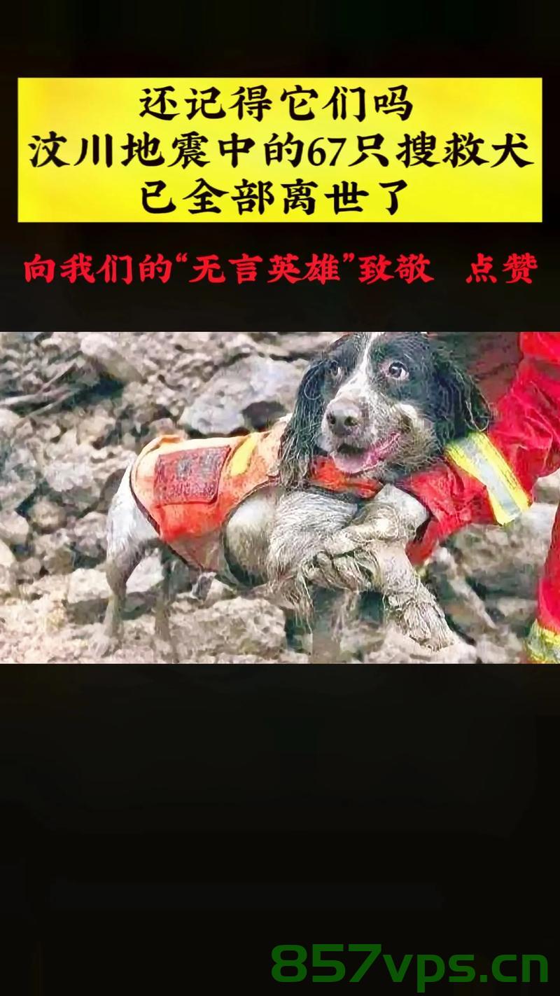 汶川地震中的英雄，那些无声的生命守护者——纪念逝去的67只搜救犬智能免费问答EasyAI m.857vps.cn，汶川地震英雄，无声的生命守护者——纪念逝去的搜救犬（附智能问答链接） 第1张