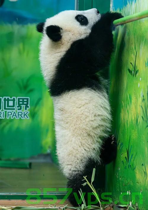 男子夜跑偶遇大熊猫，初以为是猪智能免费问答EasyAI m.857vps.cn，男子夜跑偶遇大熊猫，误以为是智能猪？奇特经历揭秘！