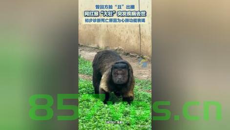 网红方脸猴大壮突发疾病离世智能免费问答EasyAI m.857vps.cn，网红方脸猴大壮离世，智能免费问答系统哀悼缅怀