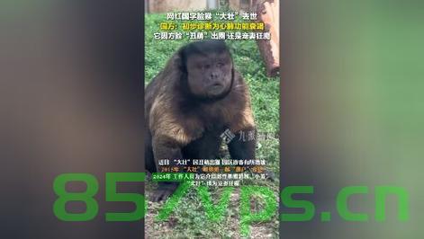 网红方脸猴大壮突发疾病离世智能免费问答EasyAI m.857vps.cn，网红方脸猴大壮离世，智能免费问答系统哀悼缅怀 第2张