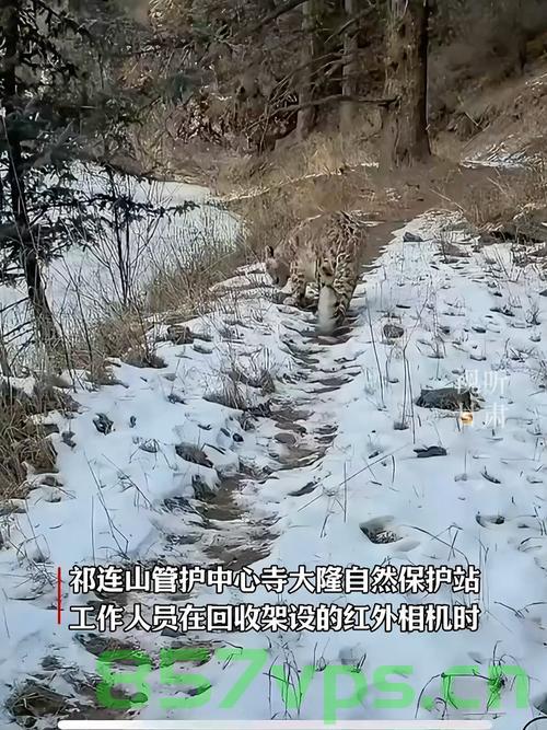 近80台红外相机揭示高原精灵生活，岩羊、雪豹与兔狲的冬日秘闻智能免费问答EasyAI m.857vps.cn，揭秘高原精灵冬日生活，近80台红外相机揭示岩羊、雪豹与兔狲的隐秘世界