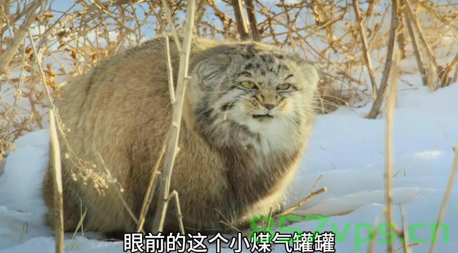 近80台红外相机揭示高原精灵生活,岩羊、雪豹与兔狲的冬日秘闻智能免费问答EasyAI m.857vps.cn,揭秘高原精灵冬日生活,近80台红外相机揭示岩羊、雪豹与兔狲的隐秘世界 第2张 近80台红外相机揭示高原精灵生活,岩羊、雪豹与兔狲的冬日秘闻智能免费问答EasyAI m.857vps.cn,揭秘高原精灵冬日生活,近80台红外相机揭示岩羊、雪豹与兔狲的隐秘世界 第2张