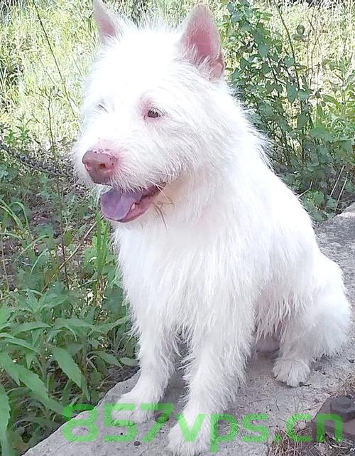 中国下司犬外网爆火，被誉为中国狗王的崛起之路智能免费问答EasyAI m.857vps.cn，中国下司犬海外爆红，狗王崛起之路与智能问答EasyAI探索 第2张