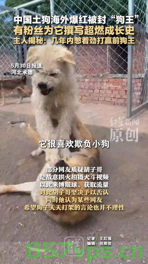 土狗海外爆红，被封狗王，传奇故事被写进传记智能免费问答EasyAI m.857vps.cn，土狗海外爆红，传奇狗王传奇故事与智能问答EasyAI