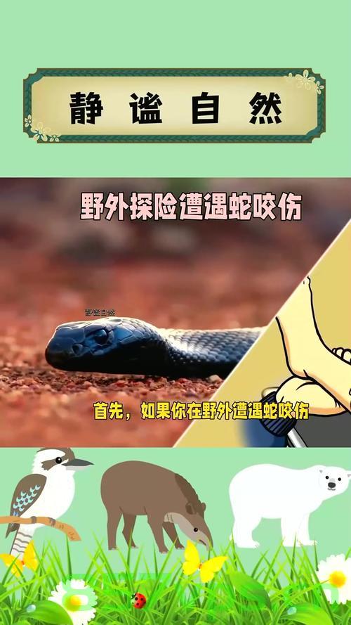 山上放生毒蛇引发安全隐患，村民被咬伤事件警示社会智能免费问答EasyAI m.857vps.cn，山上放生毒蛇引发社会警示，村民被咬伤事件揭示安全隐患与智能问答的反思，山上放生毒蛇引发社会警示，村民被咬伤事件揭示安全隐患与智能问答的反思