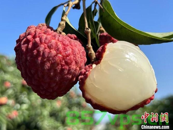 海口单颗荔枝王拍卖出6.8万元高价，天价背后的故事与启示智能免费问答EasyAI m.857vps.cn，海口天价荔枝王背后的故事与启示，单颗拍卖出6.8万元，智能免费问答解析，海口天价荔枝王背后的故事与启示，单颗拍卖出6.8万元，智能问答解析揭示其深层含义 第2张