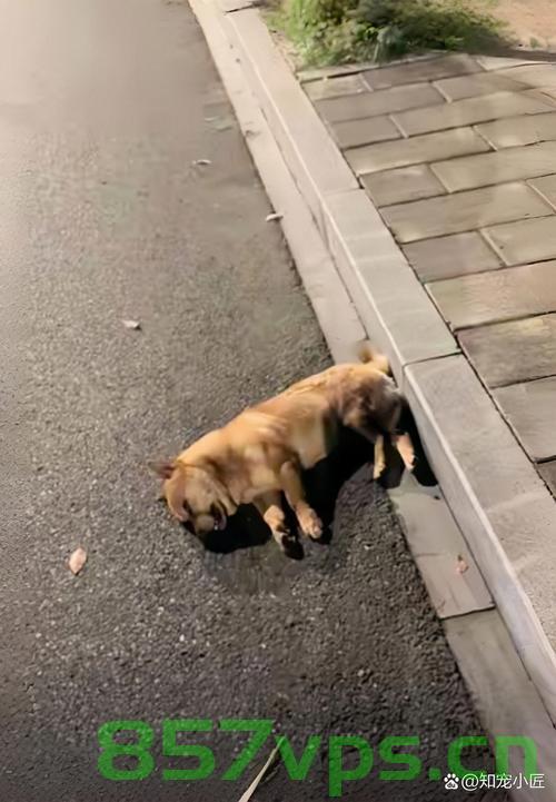 狗狗遭遇意外，主人崩溃大哭，狗狗躺牛粪上狂蹭的意外经历智能免费问答EasyAI m.857vps.cn，狗狗意外经历与主人崩溃瞬间，智能问答揭示狗狗躺牛粪狂蹭的背后故事