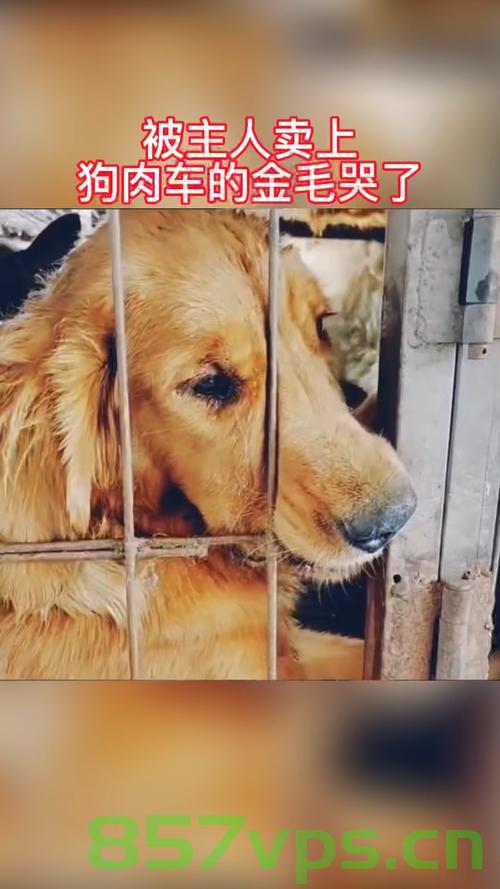 狗狗遭遇意外，主人崩溃大哭，狗狗躺牛粪上狂蹭的意外经历智能免费问答EasyAI m.857vps.cn，狗狗意外经历与主人崩溃瞬间，智能问答揭示狗狗躺牛粪狂蹭的背后故事 第2张