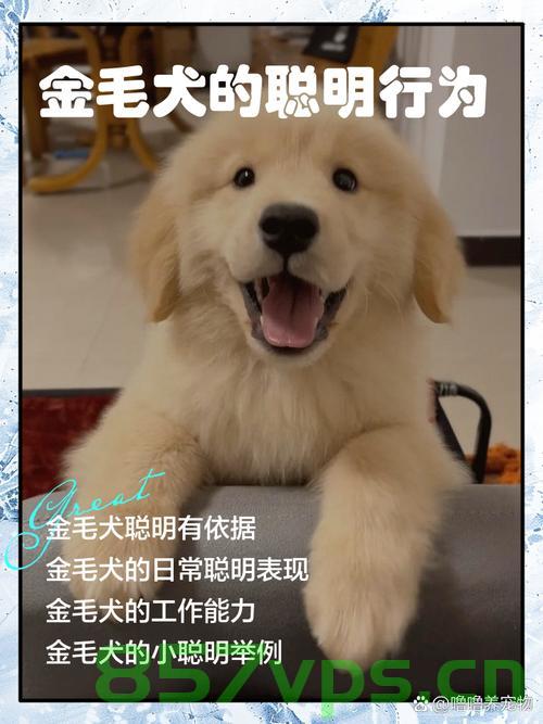 司法部门回应金毛疑蹭空调被打死事件，真相与责任探究智能免费问答EasyAI m.857vps.cn，司法部门回应金毛疑蹭空调致死事件，真相与责任探究，EasyAI平台发声 第2张