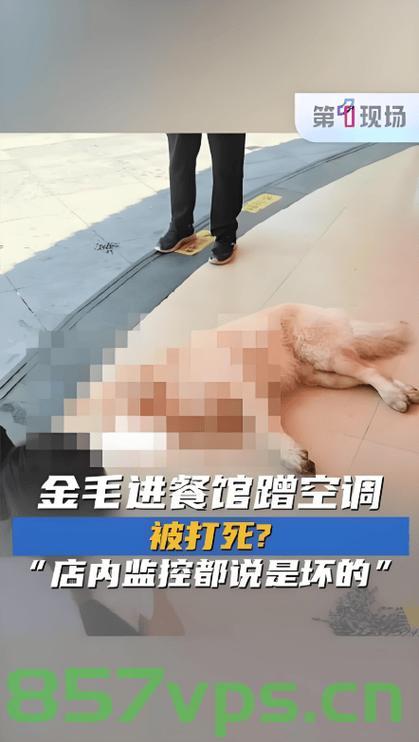 金毛疑餐馆蹭空调被打死主人发声，事件背后的反思与启示智能免费问答EasyAI m.857vps.cn，金毛在餐馆蹭空调遭打死事件，反思与启示，主人发声揭示真相，金毛在餐馆蹭空调遭打死事件，主人发声揭示真相，事件背后的反思与启示