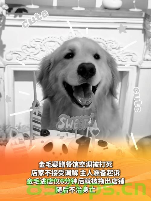 金毛疑餐馆蹭空调被打死主人发声，事件背后的反思与启示智能免费问答EasyAI m.857vps.cn，金毛在餐馆蹭空调遭打死事件，反思与启示，主人发声揭示真相，金毛在餐馆蹭空调遭打死事件，主人发声揭示真相，事件背后的反思与启示 第2张