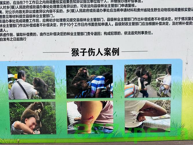 女生投喂黔灵山猴子遭遇扇巴掌事件，人与自然的和谐共处需共同维护智能免费问答EasyAI m.857vps.cn，女生投喂黔灵山猴子遭遇攻击事件，共同维护人与自然的和谐共处 第1张