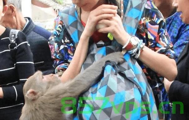 女生投喂黔灵山猴子遭遇扇巴掌事件，人与自然的和谐共处需共同维护智能免费问答EasyAI m.857vps.cn，女生投喂黔灵山猴子遭遇攻击事件，共同维护人与自然的和谐共处 第2张