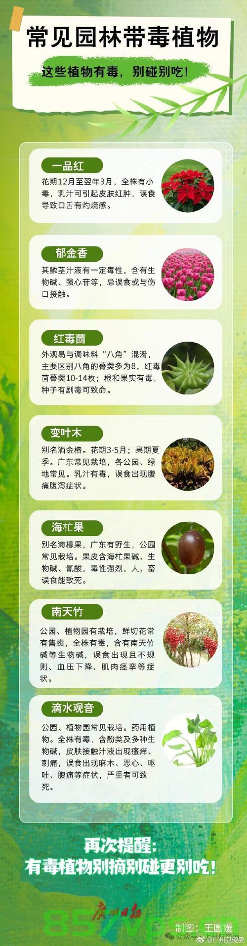 男子摘绿化带叶子煮水喝，险些丧命智能免费问答EasyAI m.857vps.cn，男子误食绿化带叶子险些丧命，EasyAI智能问答解析