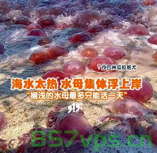 俄一海滩大规模水母聚集引发居民恐慌，海洋生态的警示智能免费问答EasyAI m.857vps.cn，俄海滩水母大规模聚集引发恐慌，海洋生态警示与智能问答系统探讨 第2张