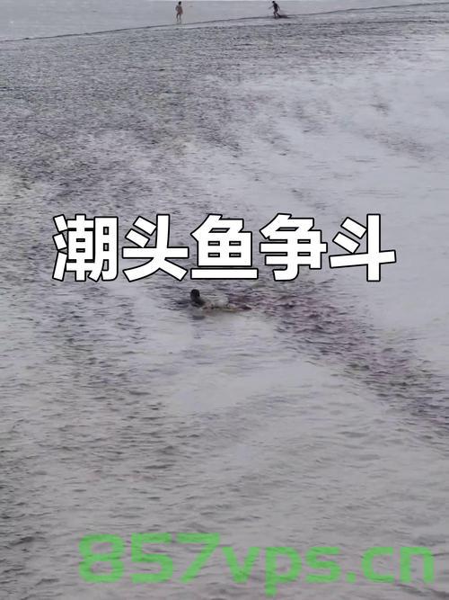 杭州紧急提醒，警惕钱塘江抢潮头鱼活动风险智能免费问答EasyAI m.857vps.cn，杭州紧急提醒，警惕钱塘江抢潮头鱼活动风险——智能问答解析 第1张