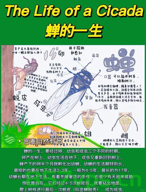 今年夏天的蝉为啥这么多？探究蝉鸣盛况背后的原因智能免费问答EasyAI m.857vps.cn，今年蝉鸣盛况背后的原因，探究蝉数量增多的智能解析，今年蝉鸣盛况背后的原因解析，蝉数量增多背后的智能解析 第2张