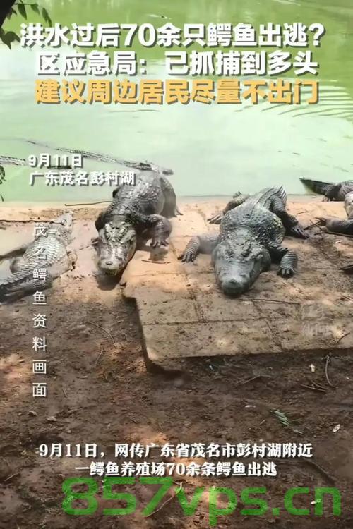 江西景区发生鳄鱼越狱事件，四只鳄鱼逃逸，一只被击毙智能免费问答EasyAI m.857vps.cn，江西景区发生鳄鱼越狱事件，四只鳄鱼逃逸，一只被击毙