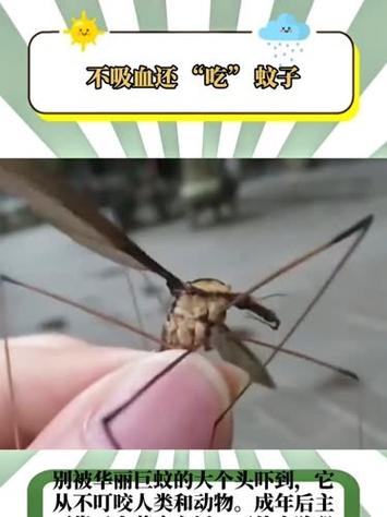 佛山释放不咬人蚊子捕食咬人蚊子，生态调控的新策略智能免费问答EasyAI m.857vps.cn，佛山生态调控新策略，利用不咬人蚊子捕食咬人蚊子，智能问答助力环保行动