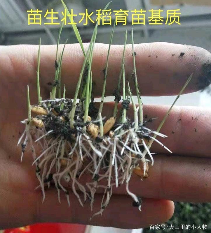 禾苗云端聚合服务器的简单介绍，禾苗云端聚合服务器简述，禾苗云端聚合服务器简述介绍